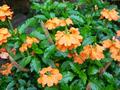 firecracker flower